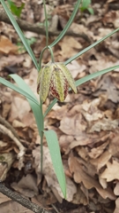 Fritillaria montana