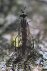 Sylvicola punctatus