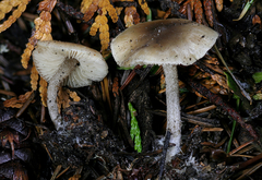 Myochromella
