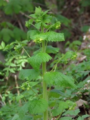 Scrophularia vernalis