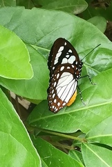 Charaxes wakefieldi