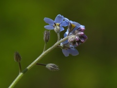 Myosotis decumbens