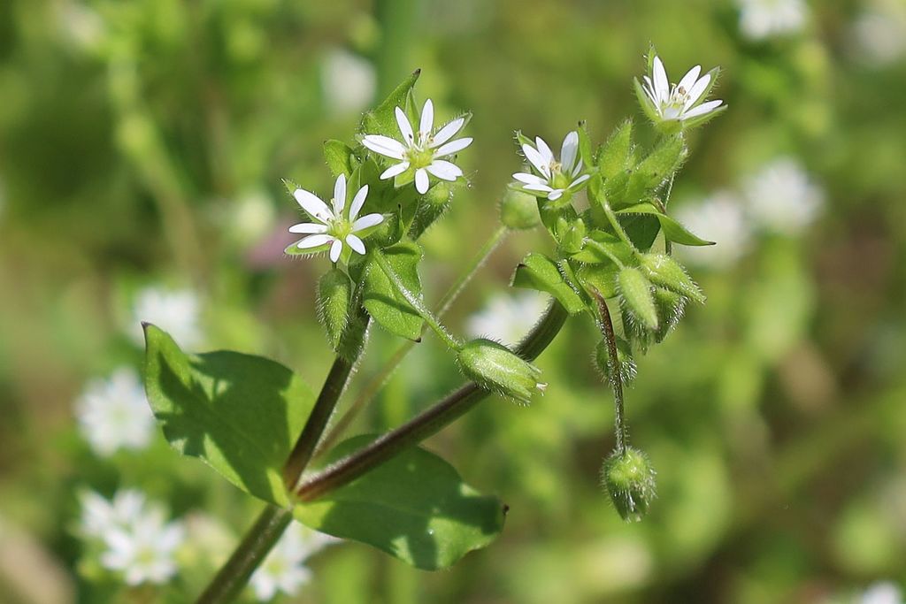 Common chickweed