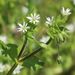 Stellaria ruderalis - Photo (c) Norbert Sauberer, some rights reserved (CC BY-NC), uploaded by Norbert Sauberer