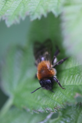 Andrena nitida