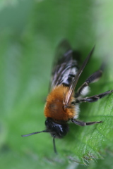 Andrena nitida