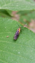 Mathildana newmanella