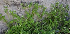 Stellaria ruderalis