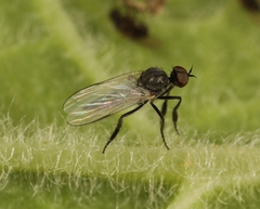 Empis chioptera