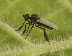 Empis chioptera