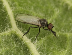 Empis chioptera