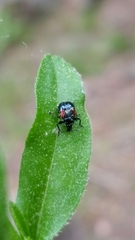 Synolabus bipustulatus