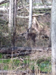 Odocoileus virginianus