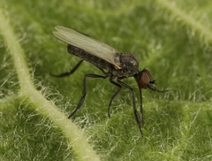 Empis chioptera