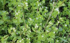 Stellaria ruderalis