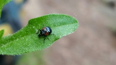 Synolabus bipustulatus