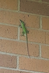 Anolis carolinensis
