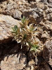 Aptosimum tragacanthoides