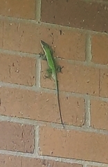 Anolis carolinensis