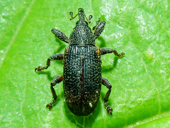 Bradybatus kellneri