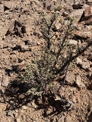 Portulacaria fruticulosa