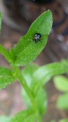 Synolabus bipustulatus