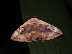 Hypopyra vespertilio
