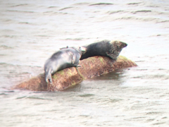 Halichoerus grypus grypus