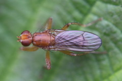 Norellisoma spinimanum