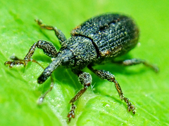 Bradybatus kellneri