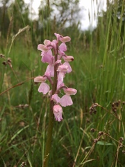 Anacamptis