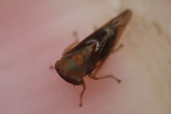 Tremulicerus vitreus