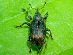 Bradybatus kellneri