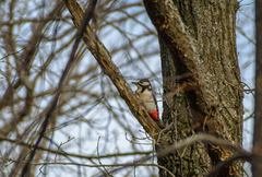 Dendrocopos major
