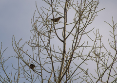 Turdus pilaris