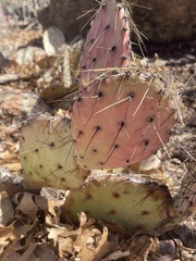 Opuntia azurea