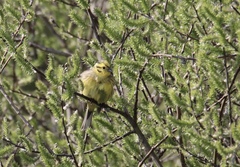 Emberiza citrinella