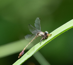 Paragomphus nyasicus