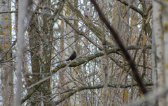 Turdus merula