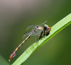 Paragomphus nyasicus