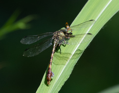 Paragomphus nyasicus
