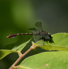 Paragomphus nyasicus