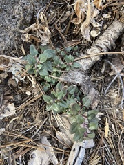 Monardella macrantha macrantha