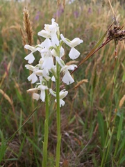 Anacamptis