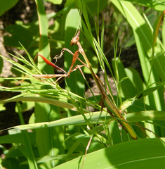 Idolomorpha