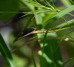 Idolomorpha