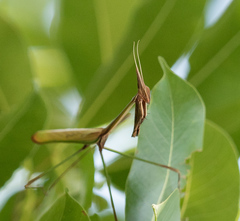 Idolomorpha