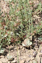 Eriogonum cithariforme
