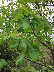 Magnolia officinalis