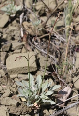 Eriogonum cithariforme